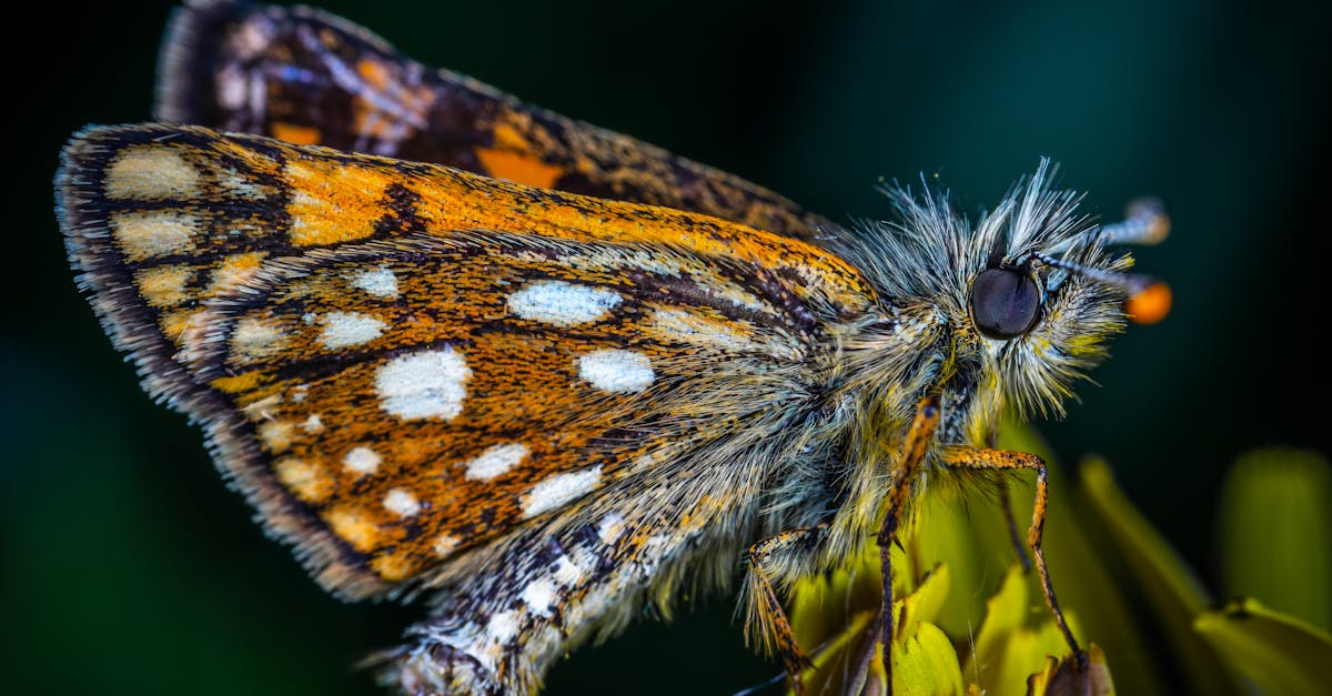 découvrez maaf pro, l'assureur expert des professionnels. profitez d'offres sur mesure adaptées à votre activité, garanties fiables et un service client dédié. protégez votre entreprise avec confiance grâce à des solutions innovantes et une expertise reconnue.