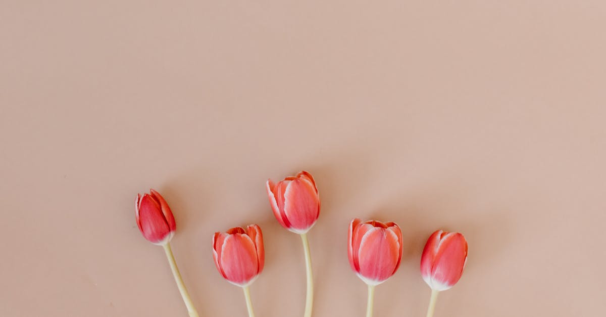 découvrez simplis, la solution intuitive qui simplifie votre quotidien. profitez d'une expérience utilisateur fluide et d'outils pratiques pour améliorer votre productivité et faciliter vos tâches quotidiennes.