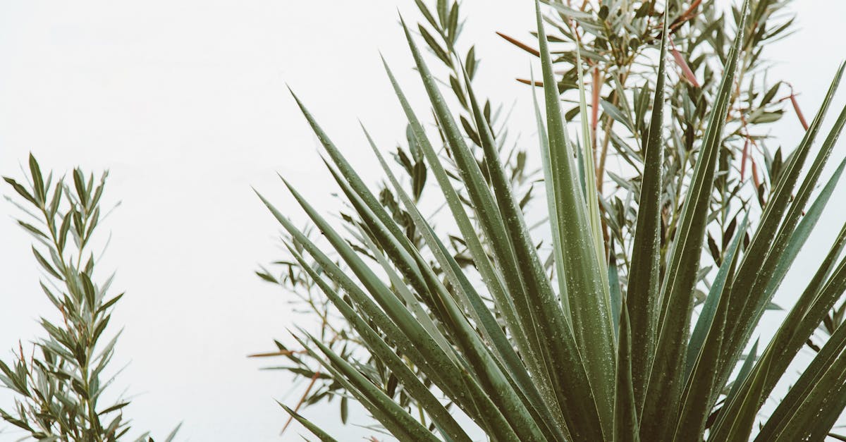 découvrez simplis, votre solution tout-en-un pour simplifier la gestion de vos tâches quotidiennes. optimisez votre productivité avec une interface intuitive et des outils adaptés à vos besoins.