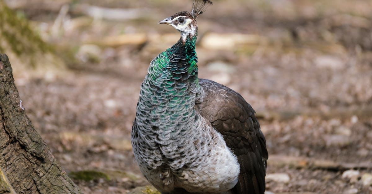 découvrez notre sélection d'amplificateurs audio de haute qualité pour sublimer votre expérience d'écoute. que vous soyez audiophile ou amateur de musique, trouvez l'ampli parfait pour vos besoins.