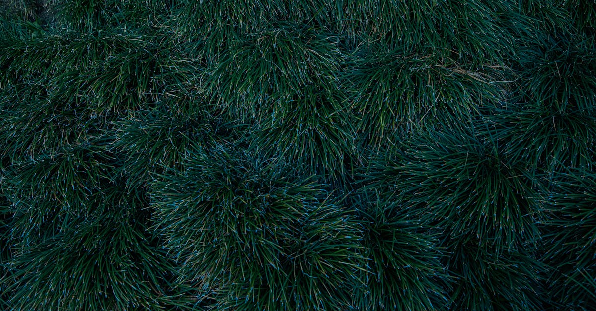 découvrez tout ce qu'il faut savoir sur le coverage : un guide complet sur la couverture des risques, les assurances et leurs avantages pour protéger votre avenir. informez-vous sur les différentes options disponibles et choisissez la solution idéale pour vous.